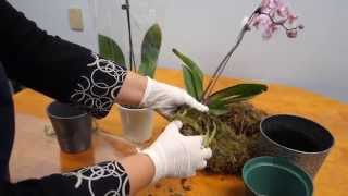 Orchid Care Trick  How to Save Your Potted Orchid From Dying [upl. by Llewop686]