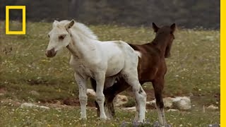 Wild Horses Kick Butt  National Geographic [upl. by Sioled]