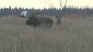 69quot Alaskan Yukon Moose Hunt [upl. by Anilra]