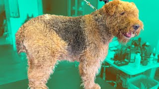 First Airedale Grooming EVER  Graffiti Grooming [upl. by Muffin]