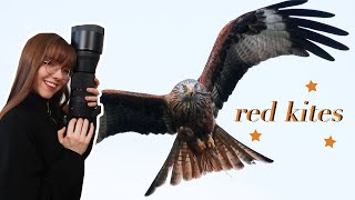 Where to see red kites in Scotland  Wildlife Photography Vlog 12 [upl. by Airotkiv]