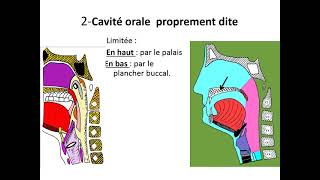 cavité orale [upl. by Camilla]