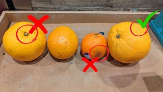 How to buy a sweet juicy orange  5 secret tips to pick and choose a perfect orange  Bonus tips [upl. by Amehsat]