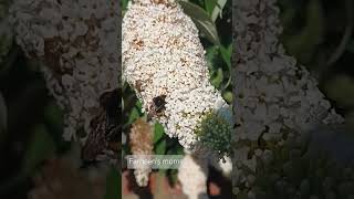 White Profusion flower 🌼 viralvideo reels flower fardeenmomuk [upl. by Hayila]