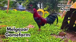 Big Farm in the Philippines Melgazar Gamefarm [upl. by Richey]