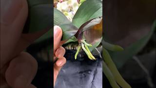 Growing orchids in plastic bottles and surprising results garden [upl. by Aivital751]