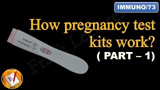 How pregnancy test kits work PART I FLImmuno73 [upl. by Eves]