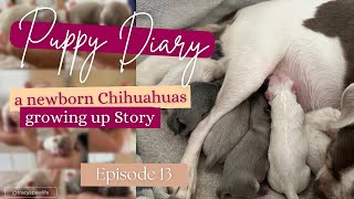 🩵🩷 Puppy Diary  Neugeborene Chihuahua Welpen Aufzucht hautnah  a Chibi Story  Folge 13 [upl. by Melony352]