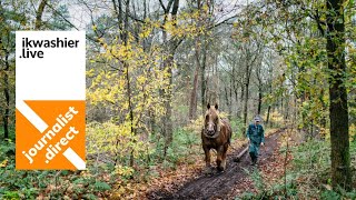 Boomslepen met Belgische Trekpaarden en De Trekpaardenvrienden in Tommel  horses in forestry [upl. by Mata485]