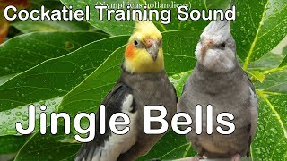 Jingle Bells  Whistle Cockatiel Training sound [upl. by Sayres]