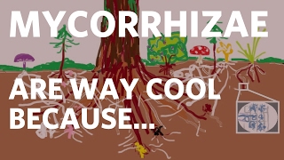 Mycorrhizae are Way Cool Because [upl. by Omle]