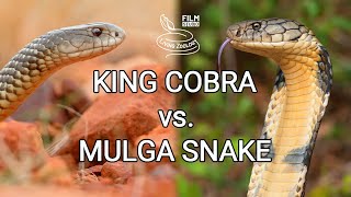 King cobra vs Mulga snake  Battle of the deadly snakes [upl. by Welker680]