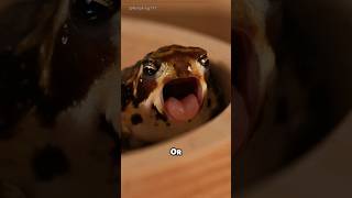 Dont Judge a Frog 🐸 by Its Grumpy Face frog animals facts rainforest [upl. by Athalee]