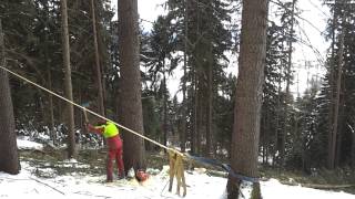 Baum umschneiden richtig gemacht [upl. by Anahpos]