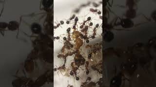 Bilateral gynandromorph in solenopsis geminata half male half female antkeeping ant ants [upl. by Sirrap]