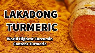 lakadong turmeric benefits  lakadong turmeric price  high curcumin turmeric [upl. by Ecnarual]