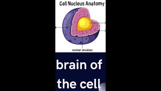 Nucleus Protoplasm Shorts  mdcat biology nucleus physiology [upl. by Illona]