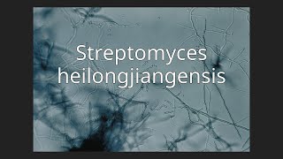 Streptomyces heilongjiangensis [upl. by Zena993]