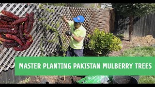 Grow Like a Pro  Mastering Pakistan Mulberry Tree Planting Secrets [upl. by Angle]