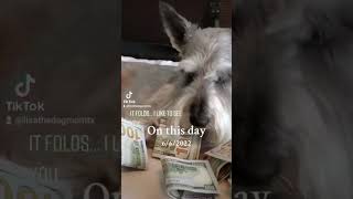 funny dog with dollar bills song funny dogshorts dog money cutedog comedy [upl. by Feinstein556]