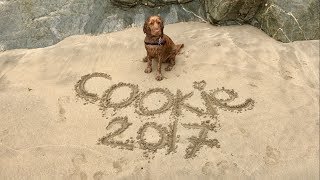 Cookie On Vacation ☀️ Dog Friendly Beaches amp Attractions in Newquay amp Cornwall [upl. by Lenwood]