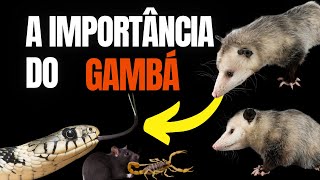 Gambá e a sua Importância no Ambiente [upl. by Chandra426]