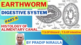 EARTHWORM HISTOLOGY OF ALIMENTARY CANAL II CLASS 11 II ZOOLOGY II NEB II CEE II PRADIP NIRAULA [upl. by Collin105]