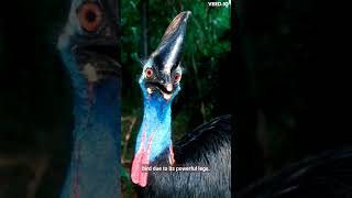 ​Cassowary bird attack human [upl. by Loughlin997]