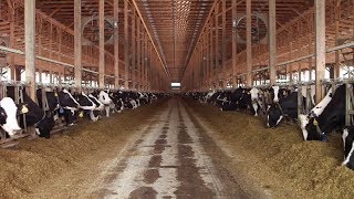 Dairy trade sours NAFTA negotiations with Canada [upl. by Gnurt]