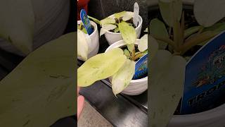 philodendron snowdrift at Fred Meyer [upl. by Iruy968]