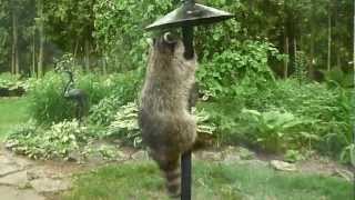 Raccoon on the bird feeder [upl. by Enaasiali]