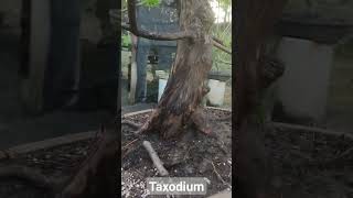 Taxodium no estilo tronco ereto [upl. by Areem]