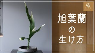 【格花】旭葉蘭の生け方《客位・５枚》IkebanaAspidistra elatior [upl. by Enyaj]