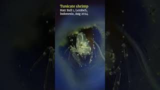 Tunicate shrimp lembeh scubadiving [upl. by Illek]