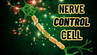 Control Center Neuron Cell  ANATOMY SERIES  Visual Scientific Content [upl. by Ilocin]