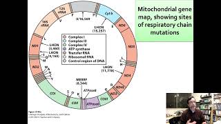 12C MiniLecture on Two Mitochondrial Diseases LHON and MERRF [upl. by Kwon]