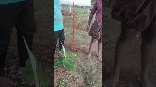 2 in 1 weeder rs 1100 9787672239 melur madurai d TN india🇮🇳4 [upl. by Eisyak]