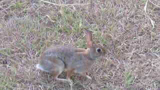 Cottontails in the yard [upl. by Hussey]