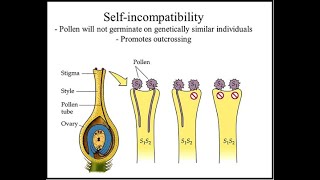 SELF INCOMPATIBILITY IN NICOTIANA PLANT [upl. by Franni]