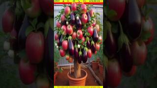 आम और अंगूर का पेड़ कैसे लगाएंgardening fruit satisfying shortvideo [upl. by Ystap]