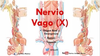 Anatomía  Nervio Vago Origen Real Aparente Trayecto Ramos Colaterales [upl. by Helve]