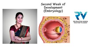 Second Week of Development General Embryology by Dr Rajitha Vanga [upl. by Eseryt]