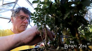 Winter Pruning My Boxwoods The Bonsai Zone Jan 2023 [upl. by Recnal]