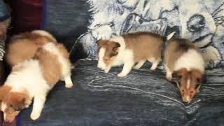 Sheltie Puppies For Sale [upl. by Mcmillan593]