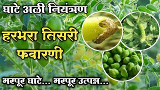 हरभरा तिसरी फवारणी  भरपूर फुटवे भरपूर उत्पादन  Gram Spray [upl. by Joost]