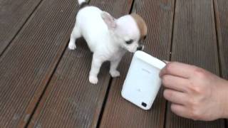 Teacup chihuahua Puppies For Sale [upl. by Crenshaw]