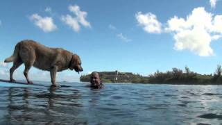 Bill Hamilton and Sava Surfing Dog Movie HDmov [upl. by Farrah]