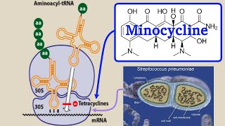 minocycline [upl. by Leora949]