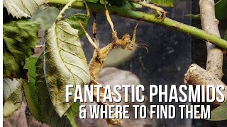 Phantastic Phasmids and Where to Find Them [upl. by Berni]