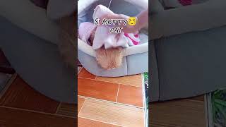 Muffy cat bath☺️ ca catlover follow followers [upl. by Abbey]